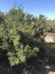 Condalia warnockii