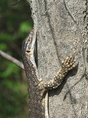 Varanus gouldii