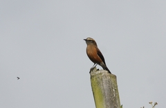 Ochthoeca fumicolor