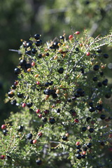 Condalia warnockii