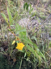 Chamaecrista deeringiana
