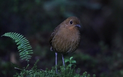Grallaria saturata