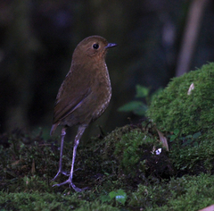 Grallaria saturata