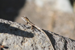 Sceloporus utiformis