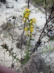 Solidago chapmanii