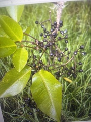 Cheirodendron trigynum