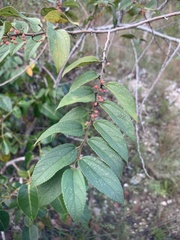 Trema micrantha floridana