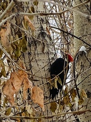Dryocopus pileatus
