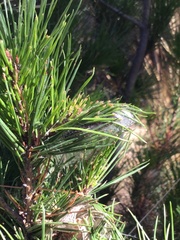 Metardaris cosinga