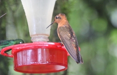 Aglaeactis cupripennis