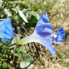 Ipomoea tricolor