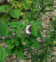 Janatella leucodesma
