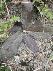 Hieracium megacephalon
