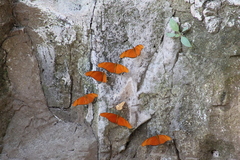 Dryas iulia moderata