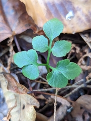 Sceptridium oneidense