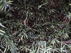 Bambusa vulgaris