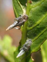 Draeculacephala inscripta