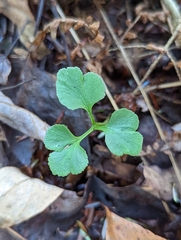 Sceptridium oneidense