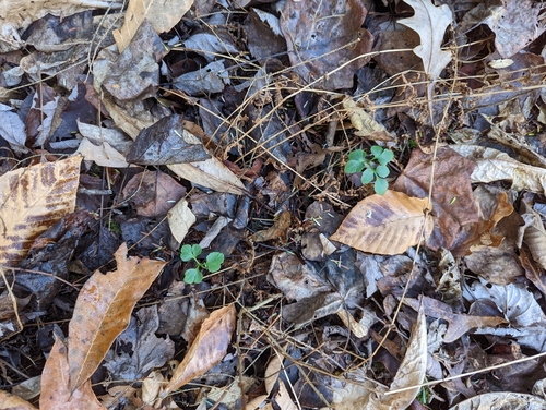 Image of Blunt-Lobed Grapefern (Sceptridium oneidense) by (c) Elias, some rights reserved (CC BY)