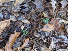 Sceptridium oneidense