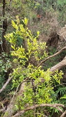 Phyllocladus alpinus