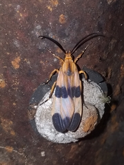 Dycladia