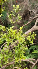 Phyllocladus alpinus