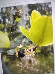 Myrsine lessertiana