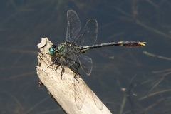 Arigomphus villosipes