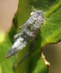 Draeculacephala inscripta