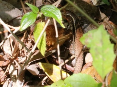 Zonosaurus madagascariensis