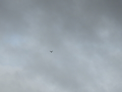 Falconiformes