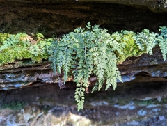 Asplenium montanum