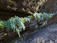 Asplenium montanum