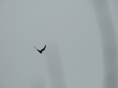 Falconiformes