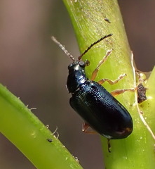 Lysathia ludoviciana