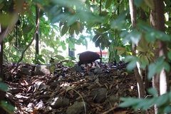 Megapodius reinwardt
