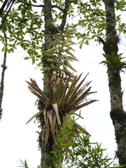Tillandsia fendleri