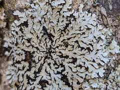 Physcia americana