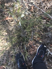 Daviesia leptophylla