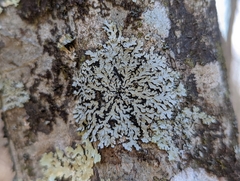 Physcia americana