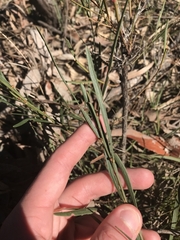 Daviesia leptophylla