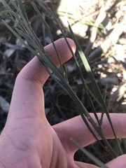 Daviesia leptophylla
