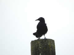 Quiscalus lugubris