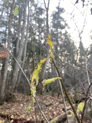 Salix scouleriana