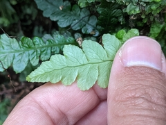 Blechnum membranaceum