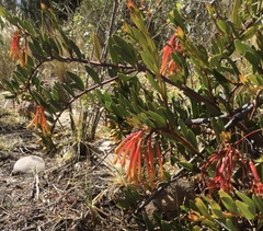 Tristerix penduliflorus