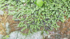 Conocephalum conicum