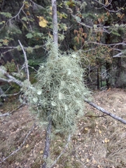 Usnea quasirigida