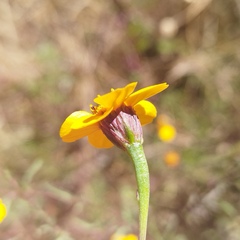 Dyssodia tagetiflora